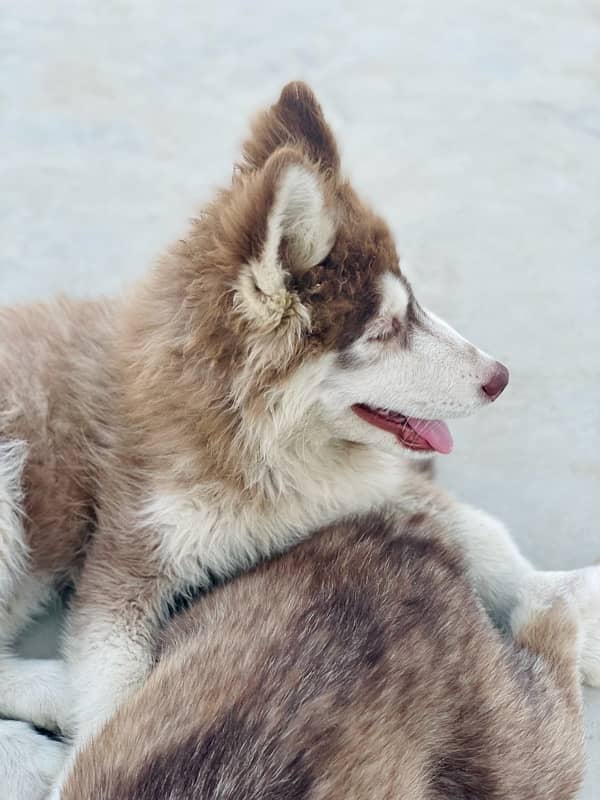 Husky Females available 3