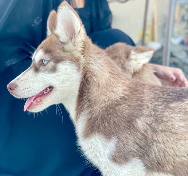 Husky Females available 4