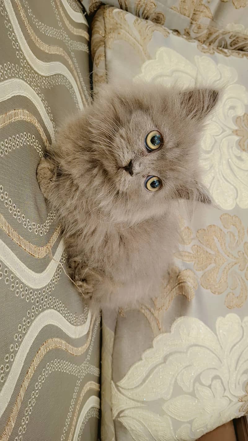 5 Russian Blue Kittens 2