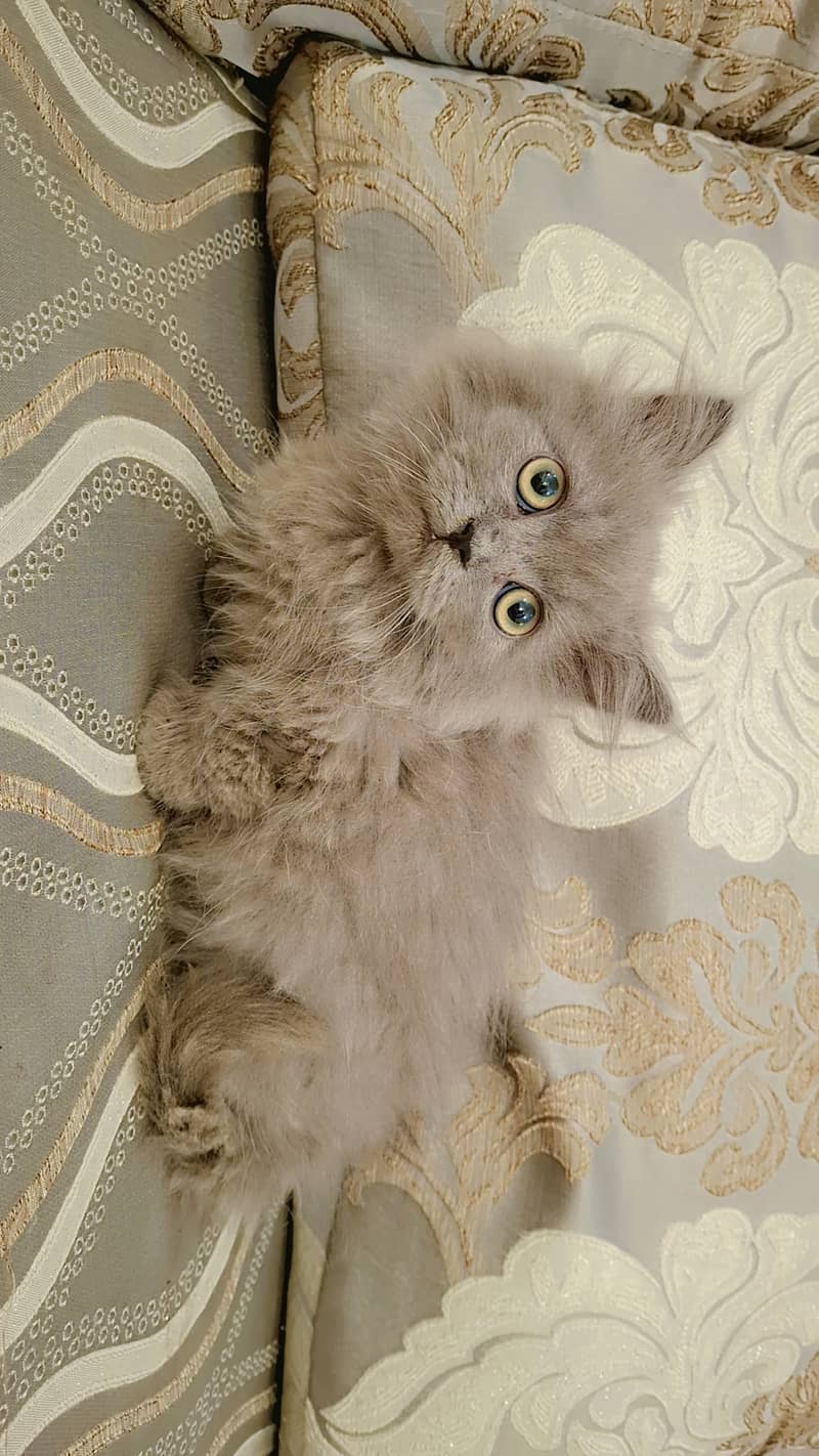 5 Russian Blue Kittens 3