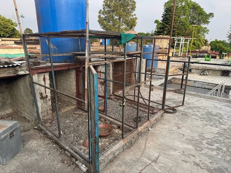 pigeon cage 0