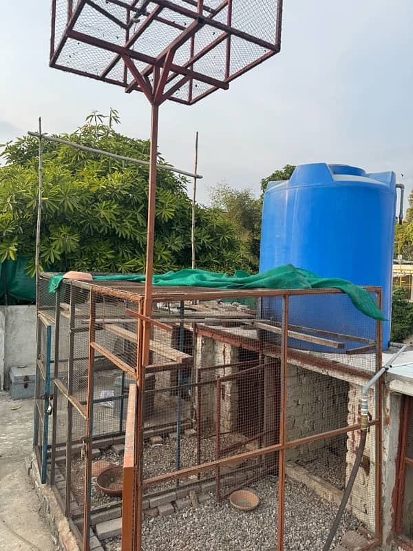 pigeon cage 1