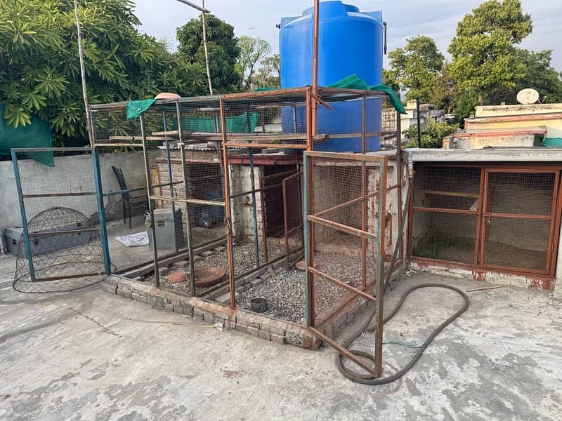 pigeon cage 2