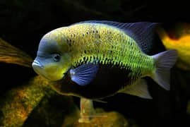 Frontosa