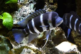 Frontosa