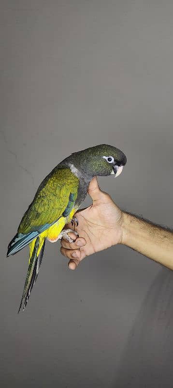 patagonian  / Blue Turquoise  / Voilet / Blue Cinnamon / Conure 1