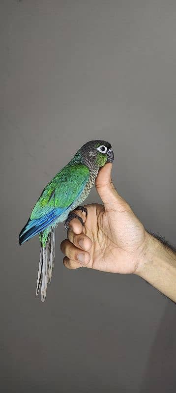 patagonian  / Blue Turquoise  / Voilet / Blue Cinnamon / Conure 2