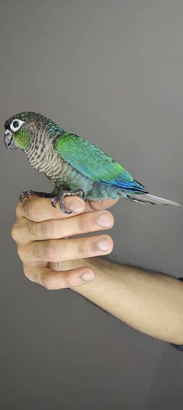 patagonian  / Blue Turquoise  / Voilet / Blue Cinnamon / Conure 3