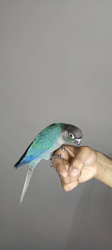 patagonian  / Blue Turquoise  / Voilet / Blue Cinnamon / Conure 5