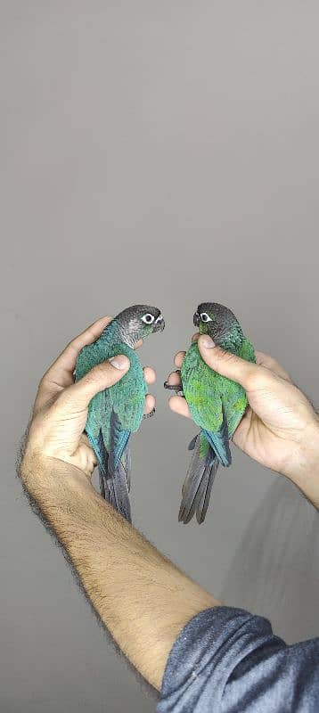 patagonian  / Blue Turquoise  / Voilet / Blue Cinnamon / Conure 6