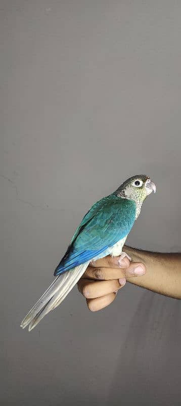 patagonian  / Blue Turquoise  / Voilet / Blue Cinnamon / Conure 7
