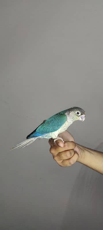 patagonian  / Blue Turquoise  / Voilet / Blue Cinnamon / Conure 8