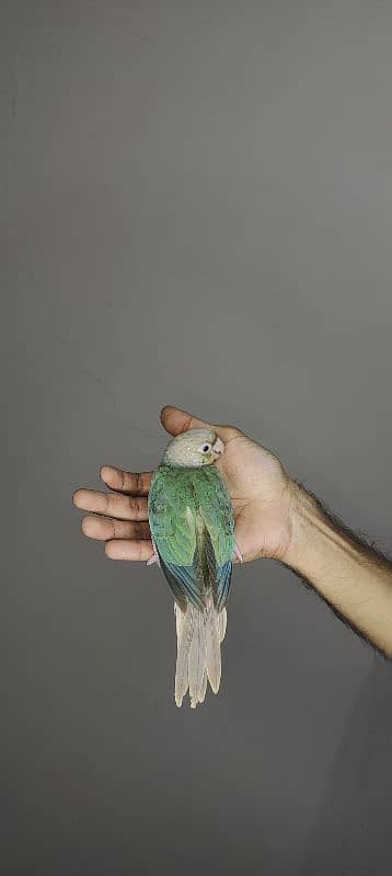 patagonian  / Blue Turquoise  / Voilet / Blue Cinnamon / Conure 9