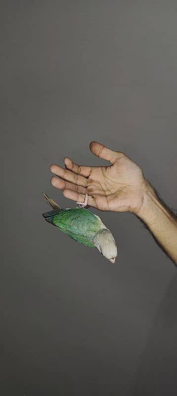patagonian  / Blue Turquoise  / Voilet / Blue Cinnamon / Conure 10