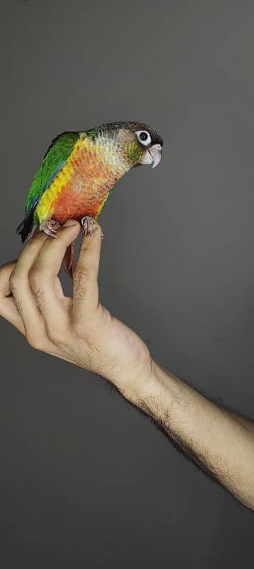 patagonian  / Blue Turquoise  / Voilet / Blue Cinnamon / Conure 11