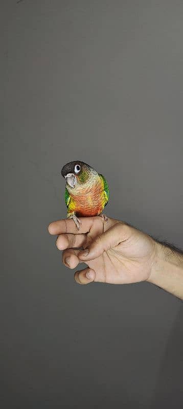 patagonian  / Blue Turquoise  / Voilet / Blue Cinnamon / Conure 12