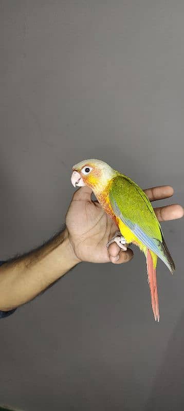 patagonian  / Blue Turquoise  / Voilet / Blue Cinnamon / Conure 13