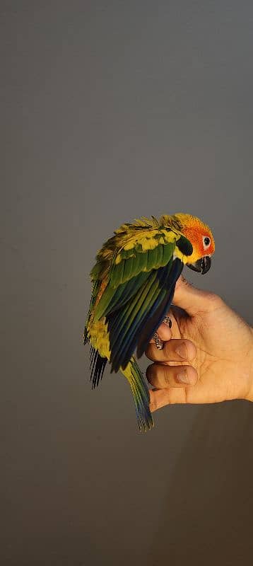 patagonian  / Blue Turquoise  / Voilet / Blue Cinnamon / Conure 15