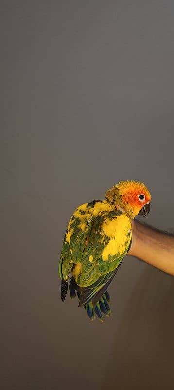 patagonian  / Blue Turquoise  / Voilet / Blue Cinnamon / Conure 16