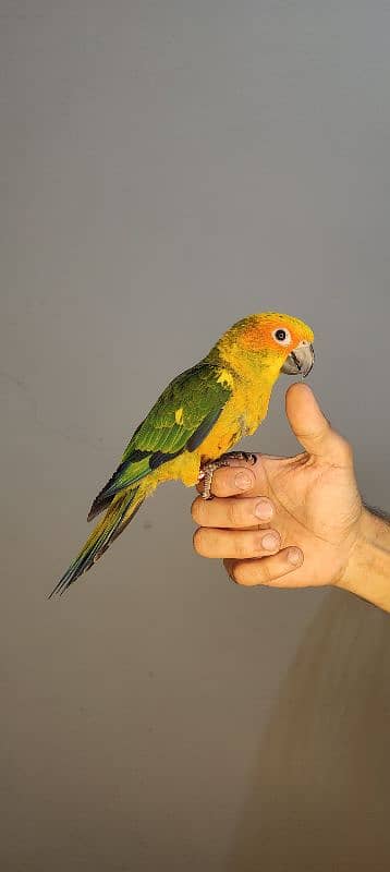 patagonian  / Blue Turquoise  / Voilet / Blue Cinnamon / Conure 17