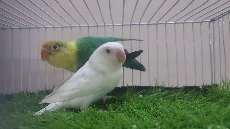LOVEBIRDS ALBINO PARBLUE LUTINO FISCHERI CREMINO DECINO 0