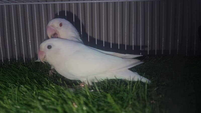 LOVEBIRDS ALBINO PARBLUE LUTINO FISCHERI CREMINO DECINO 1