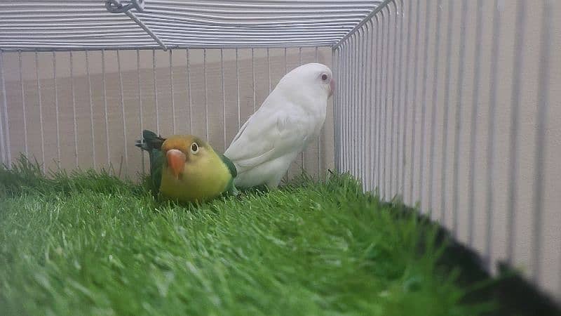 LOVEBIRDS ALBINO PARBLUE LUTINO FISCHERI CREMINO DECINO 2