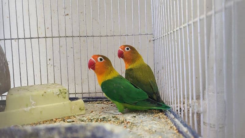 LOVEBIRDS ALBINO PARBLUE LUTINO FISCHERI CREMINO DECINO 3