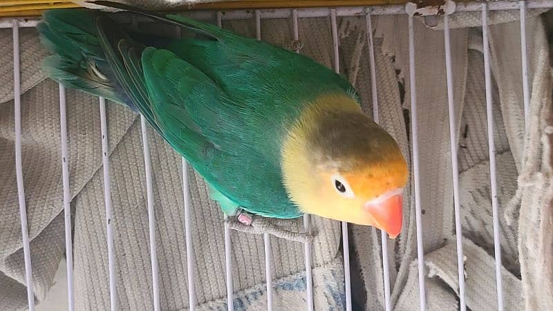LOVEBIRDS ALBINO PARBLUE LUTINO FISCHERI CREMINO DECINO 4