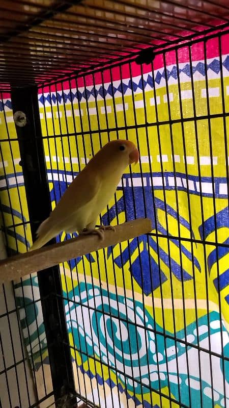 LOVEBIRDS ALBINO PARBLUE LUTINO FISCHERI CREMINO DECINO 5