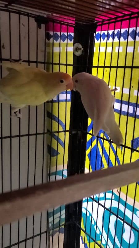 LOVEBIRDS ALBINO PARBLUE LUTINO FISCHERI CREMINO DECINO 6