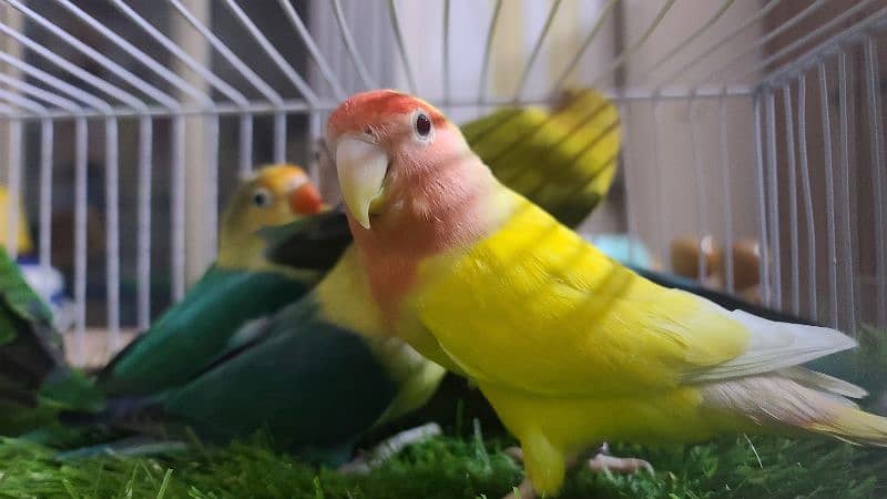 LOVEBIRDS ALBINO PARBLUE LUTINO FISCHERI CREMINO DECINO 8