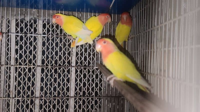 LOVEBIRDS ALBINO PARBLUE LUTINO FISCHERI CREMINO DECINO 9