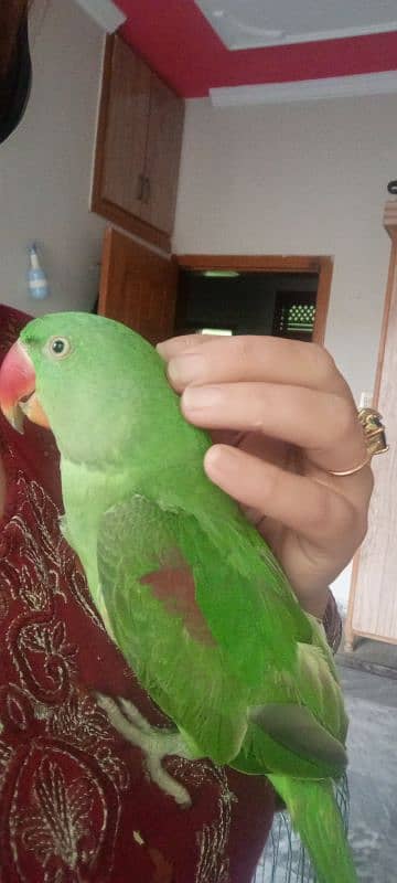 Janan parrot 5