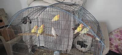 parrot