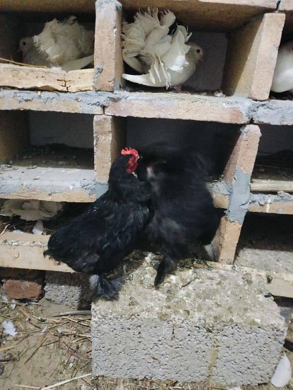 Silkie eggs started, Bantam adult 4