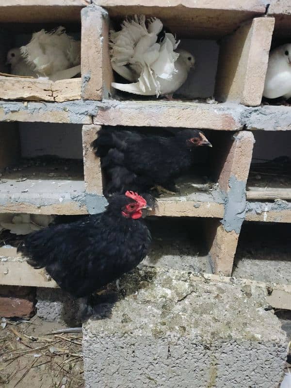 Silkie eggs started, Bantam adult 5