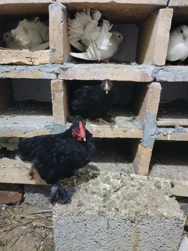 Silkie eggs started, Bantam adult 6