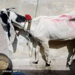 goat for sale