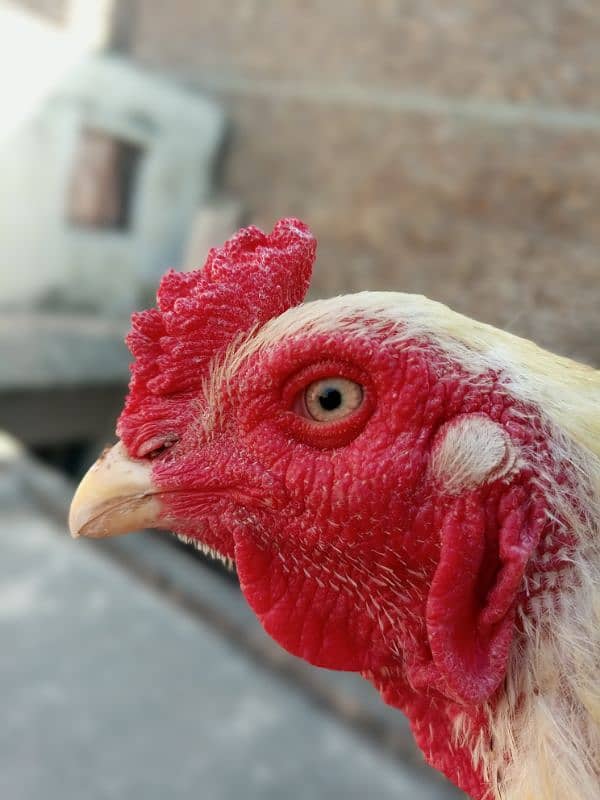 pls read complete add aseel murga and hens Whatsapp 03245405002 0