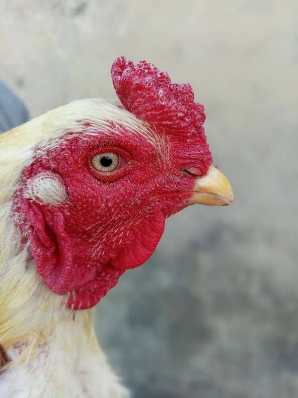pls read complete add aseel murga and hens Whatsapp 03245405002 1