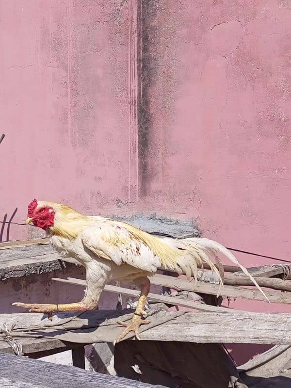 pls read complete add aseel murga and hens Whatsapp 03245405002 4