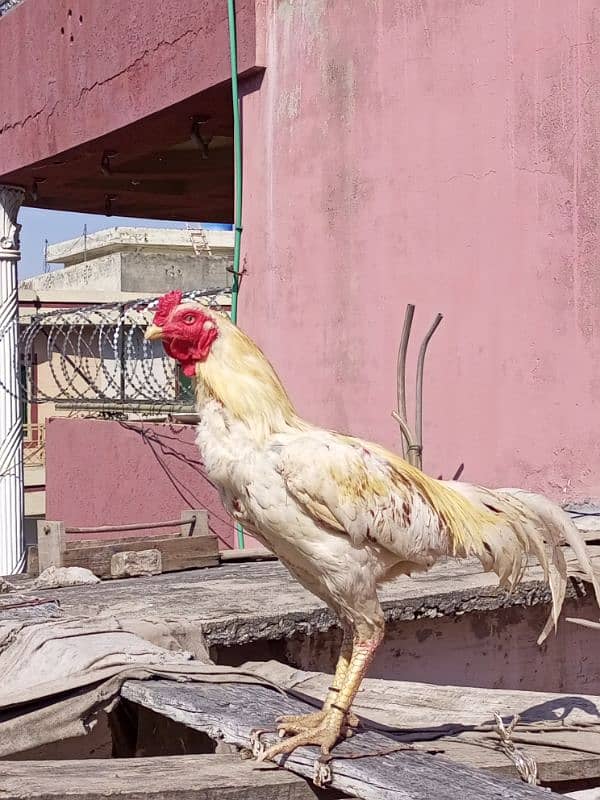 pls read complete add aseel murga and hens Whatsapp 03245405002 7