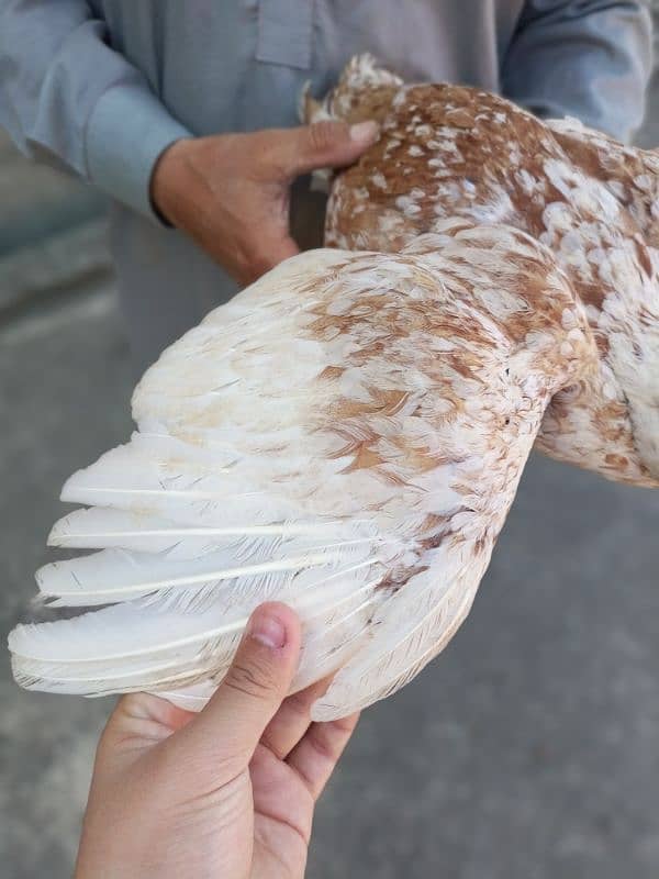 pls read complete add aseel murga and hens Whatsapp 03245405002 13