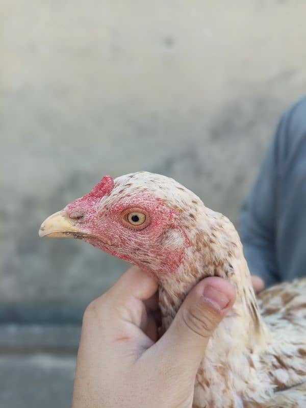 pls read complete add aseel murga and hens Whatsapp 03245405002 15