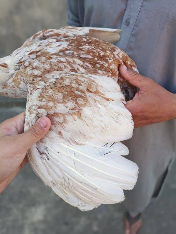 pls read complete add aseel murga and hens Whatsapp 03245405002 16