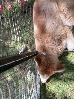 siberian husky female 4 months fully active
