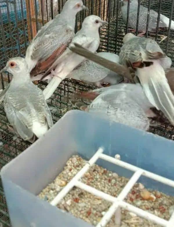 dove breeder or patthey for sale 0