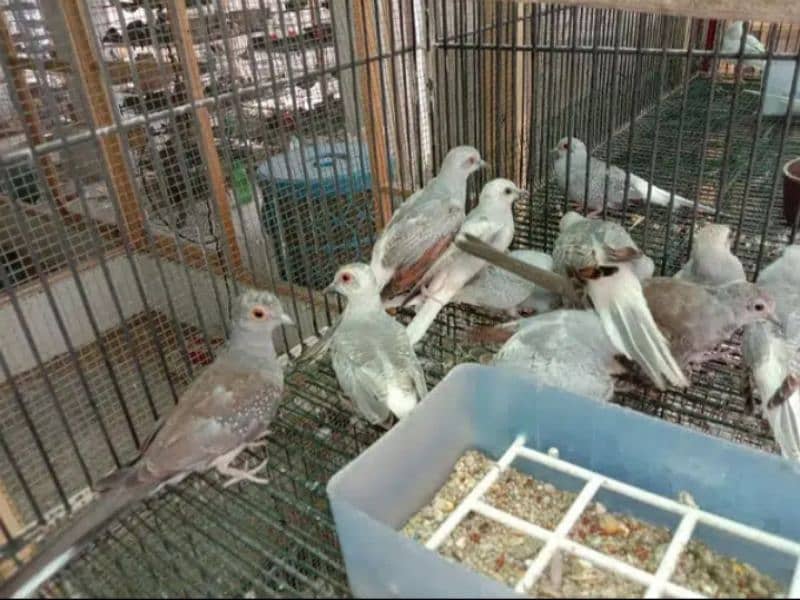 dove breeder or patthey for sale 1