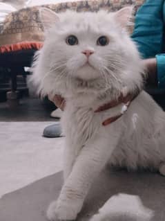 Persian